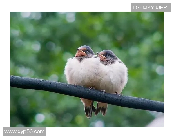 塞鸟总算拿出像样的体现了，还不算太晚！